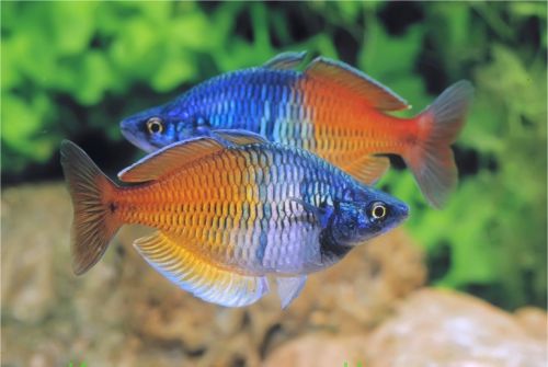  Melanotaenia boesemani