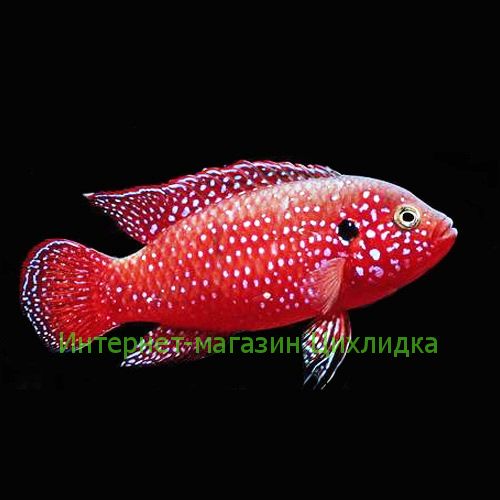 Хромис красавец (Hemichromis lifalili)
