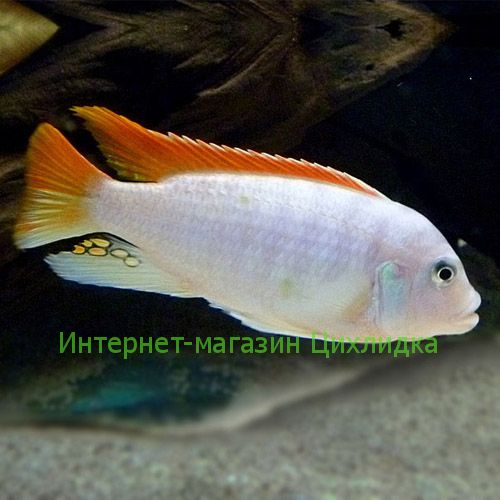 Грешаки альбинос (Pseudotropheus greshakei albino)