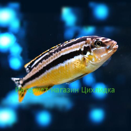 Ауратус (Melanochromis auratus)
