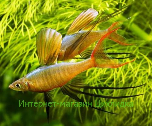 Ириатерина вернера (Iriatherina werneri)