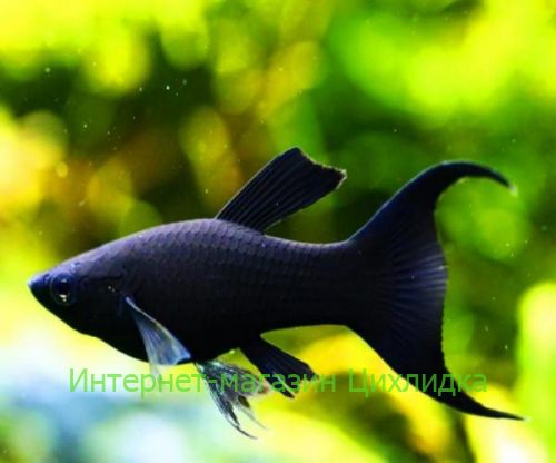 Чёрная Молли (Black Molly)