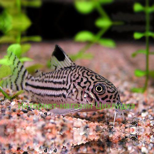 Коридорас трилинеатус (Corydoras trilineatus)