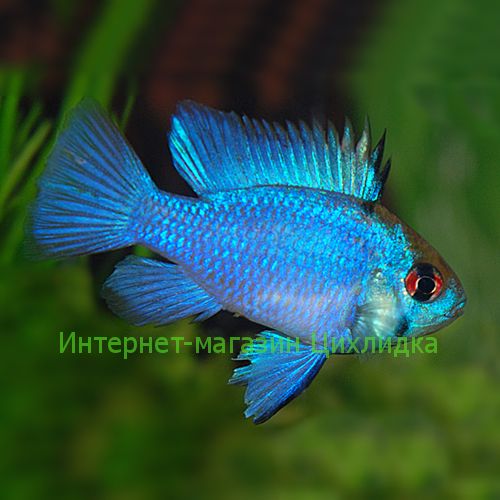 Апистограмма рамирези электрик блю (Microgeophagus ramirezi electric Blue)