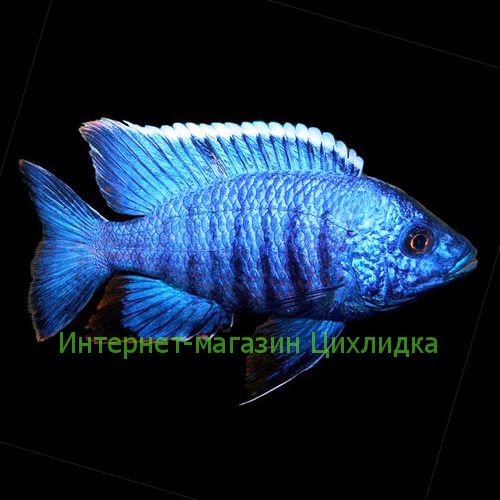 Королева Ньяса (Aulonocara nyassae)