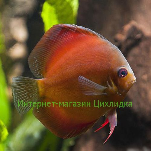 Дискус коричневый (Discus brown)