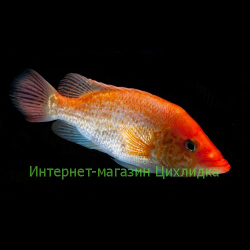 Петения сплендида красная (Petenia Splendida Red)