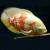 Астронотус оскар альбинос (Astronotus ocellatus albino)