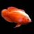 Астронотус красный альбинос (Astronotus albino red)
