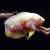 Астронотус оскар альбинос (Astronotus ocellatus albino)